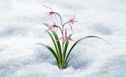 Bộ dưỡng Innisfree Orrchid Special kit với thành phần chính chiết xuất từ hoa lan giúp dưỡng da tuyệt đối, toàn diện Bộ dưỡng Innisfree Orrchid Special kit với thành phần chính chiết xuất từ hoa lan giúp dưỡng da tuyệt đối, toàn diện